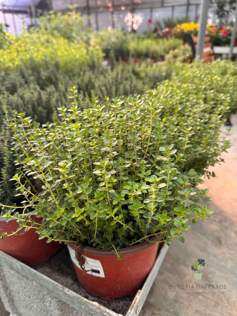 🌿 Λεμονοθύμαρο (Thymus × citriodorus) - 1